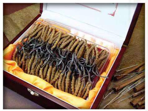 宁海冬虫夏草回收